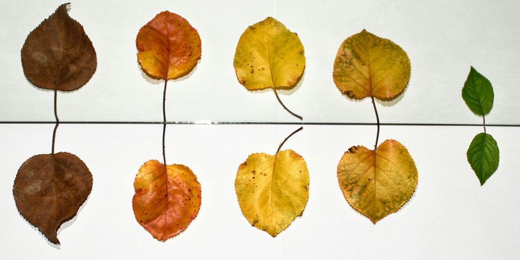 yellow and brown leaves on white ceramic tiles